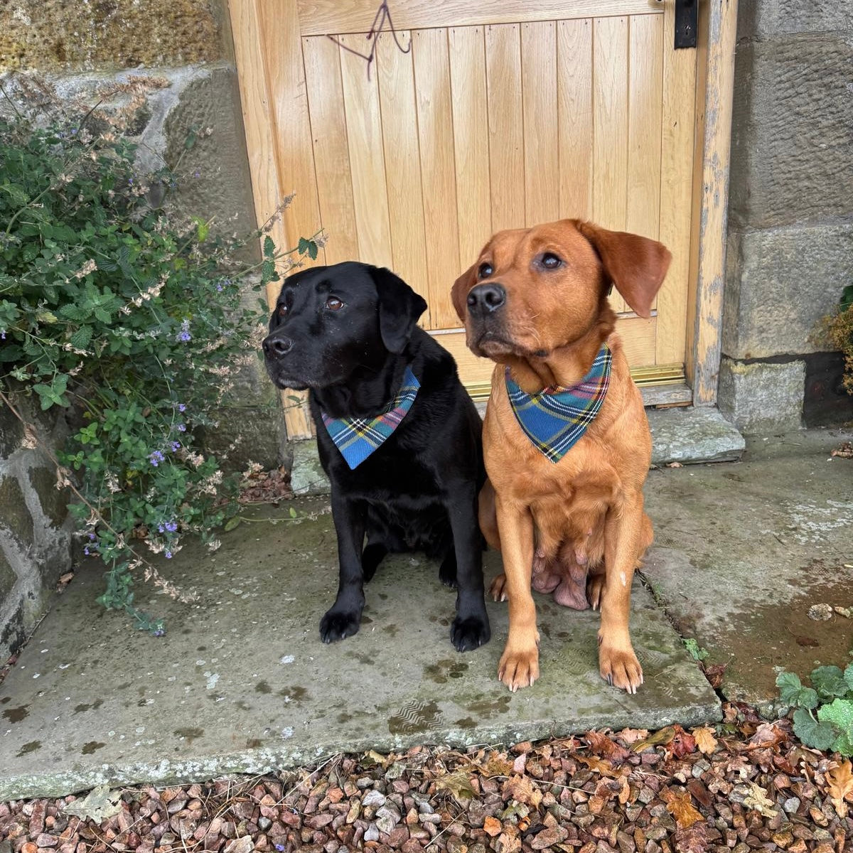 MacBeth Tartan Dog Bandana