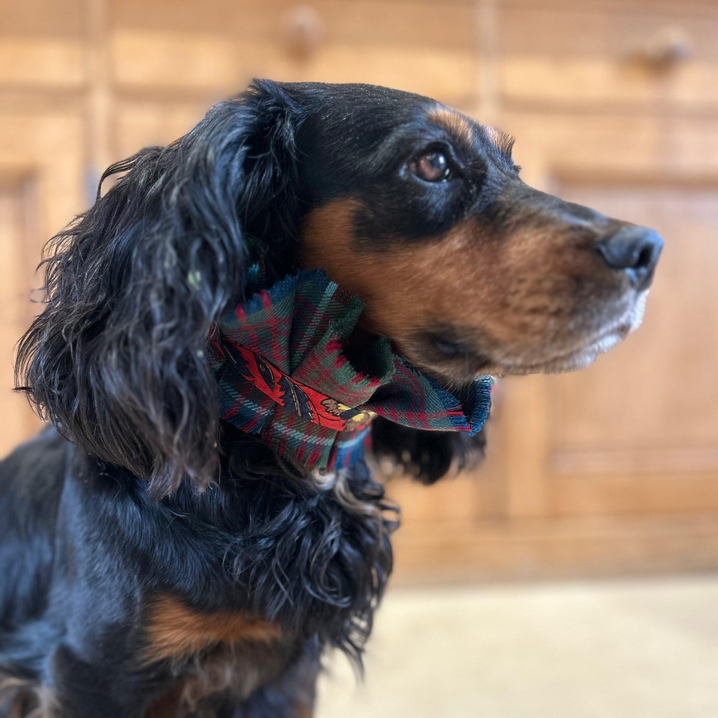 Dog collar - Stewart Appin
