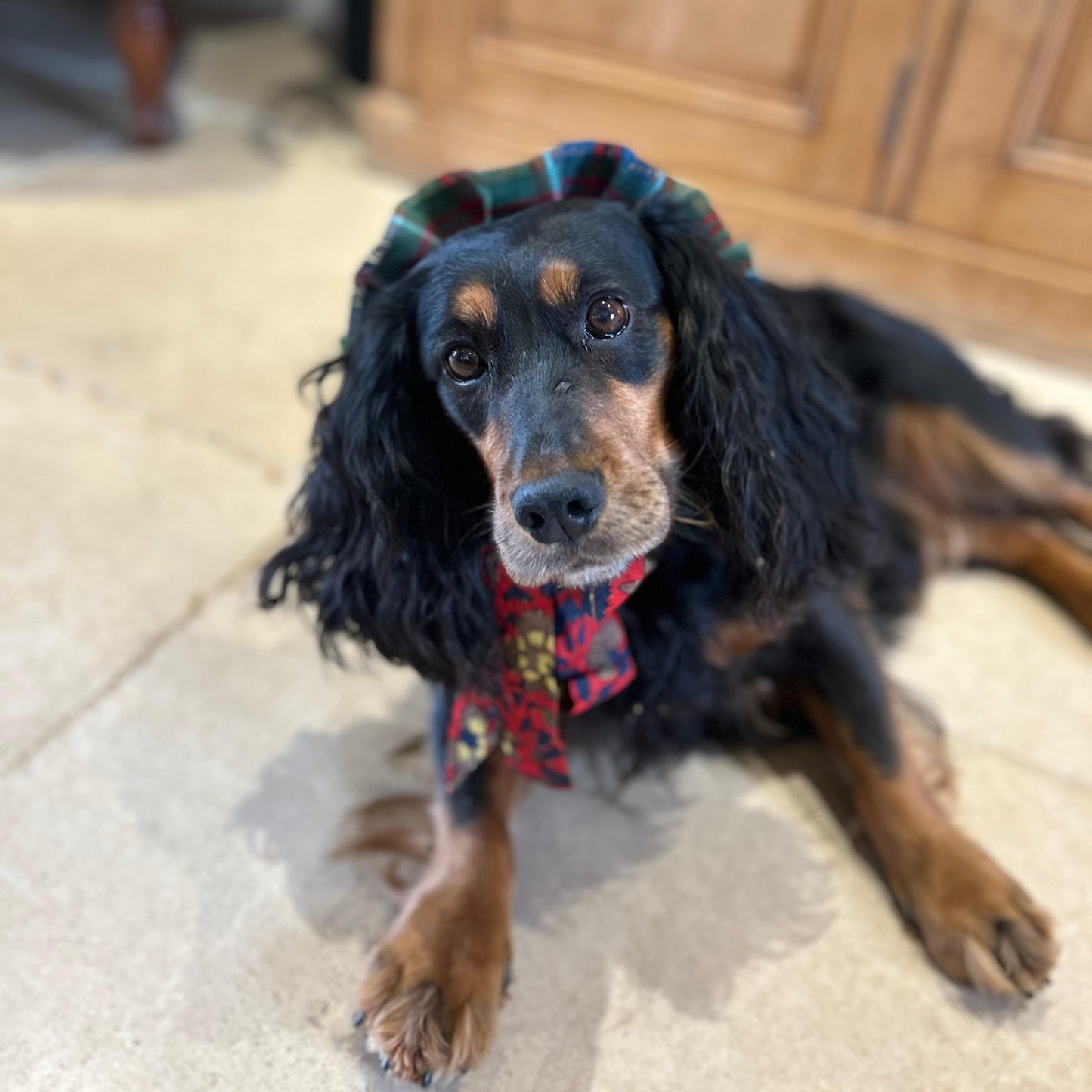 Dog collar - Stewart Appin
