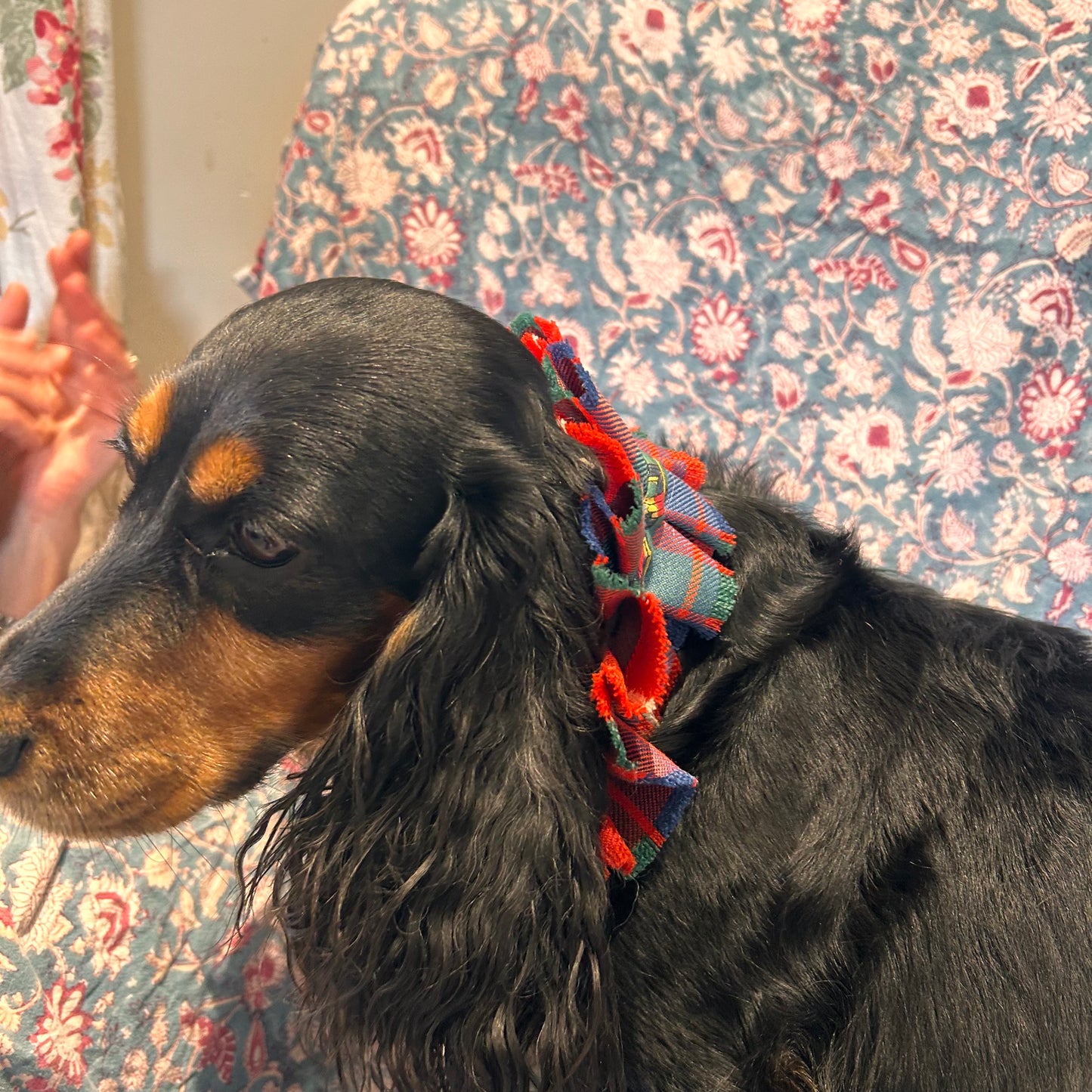 Fraser Tartan frilly dog collar