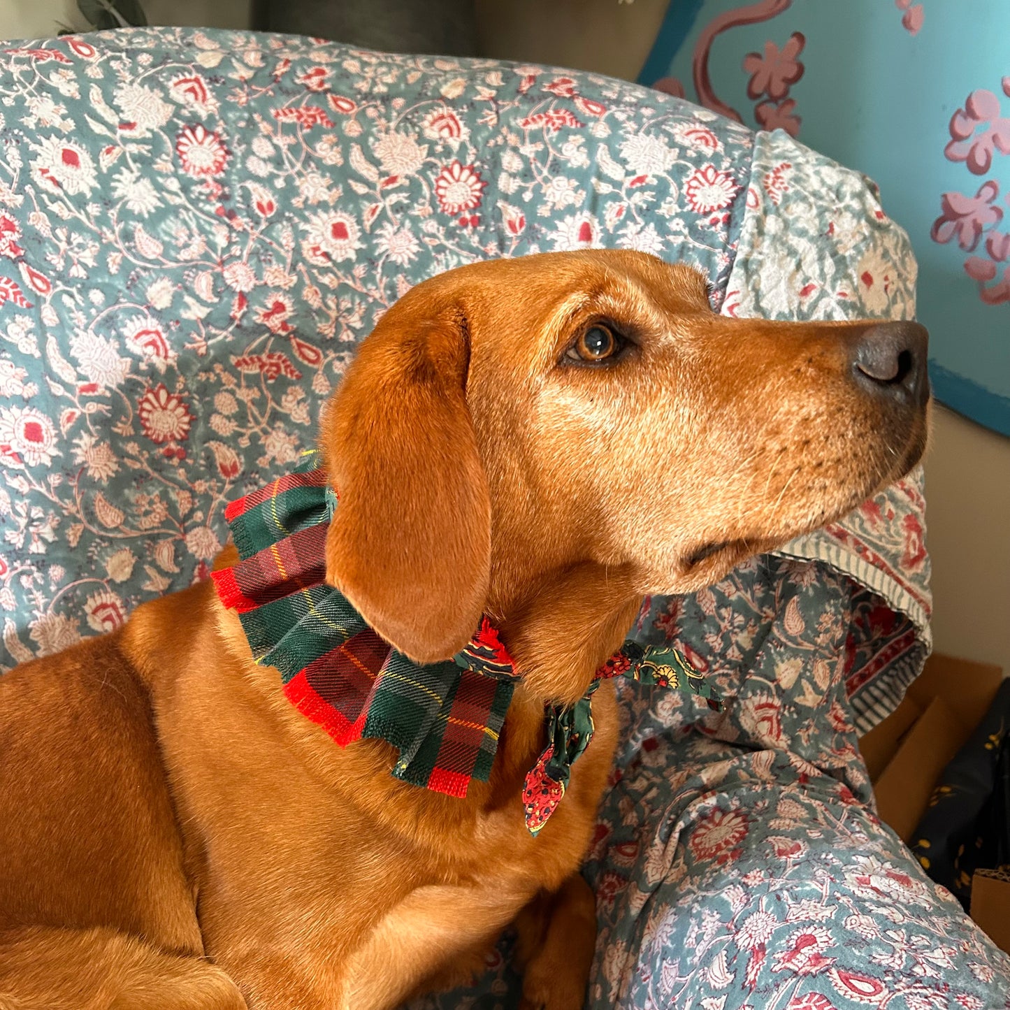 MacLaine Tartan frilly dog collar