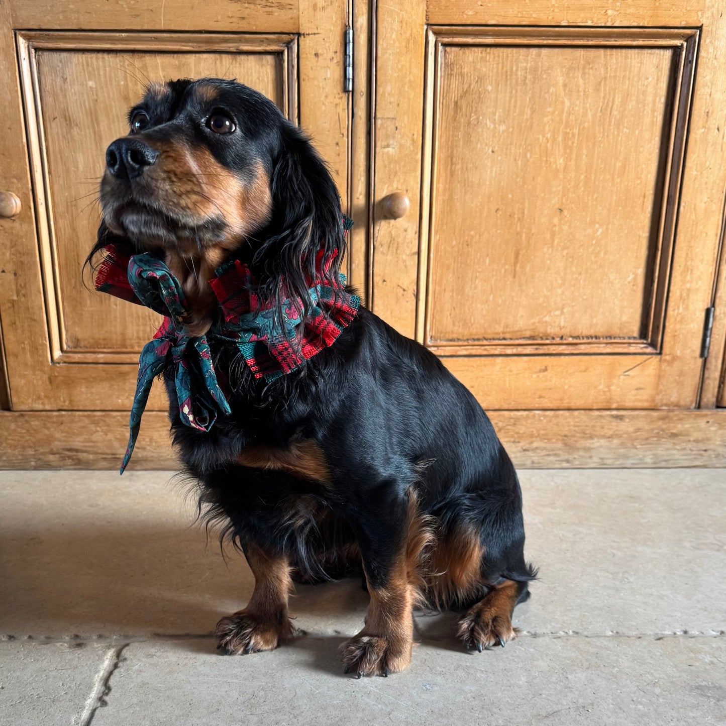 Dog collar - Burns tartan