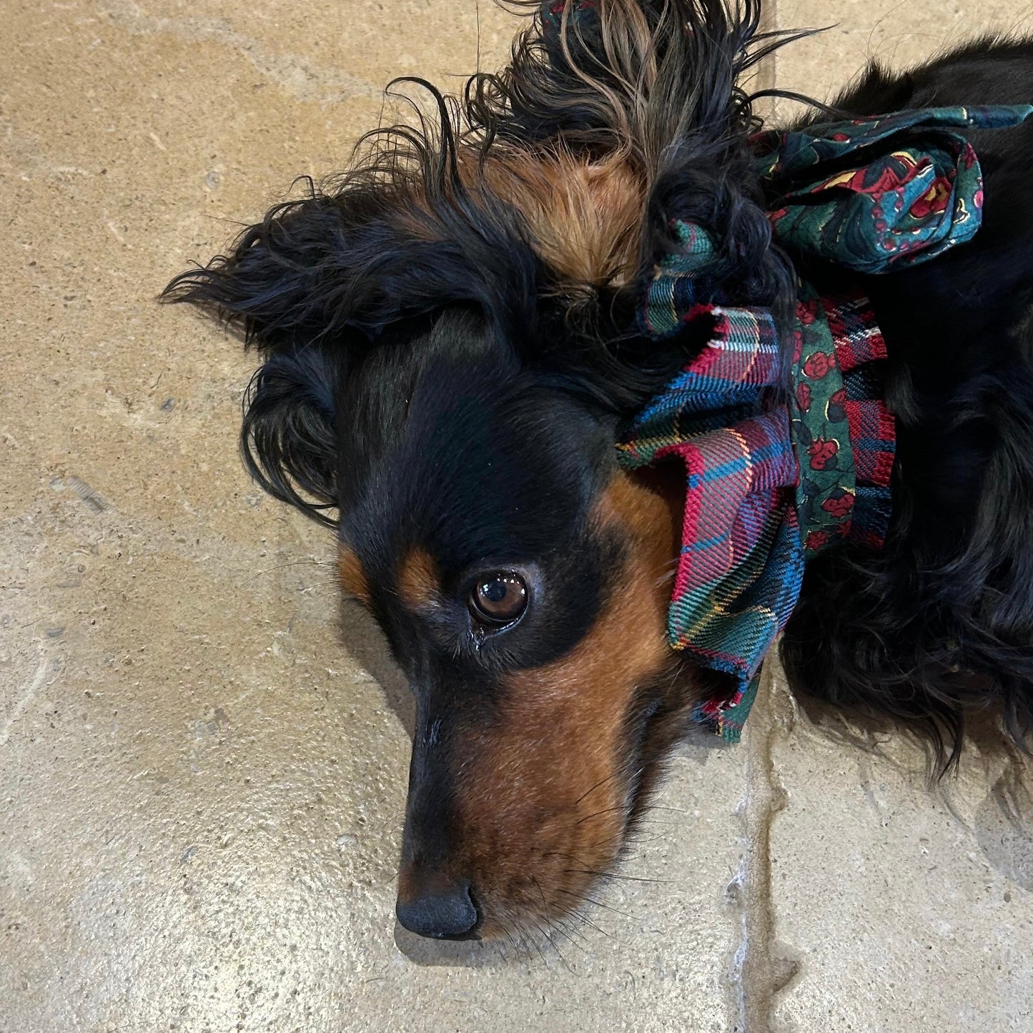 Dog collar - Innes Tartan