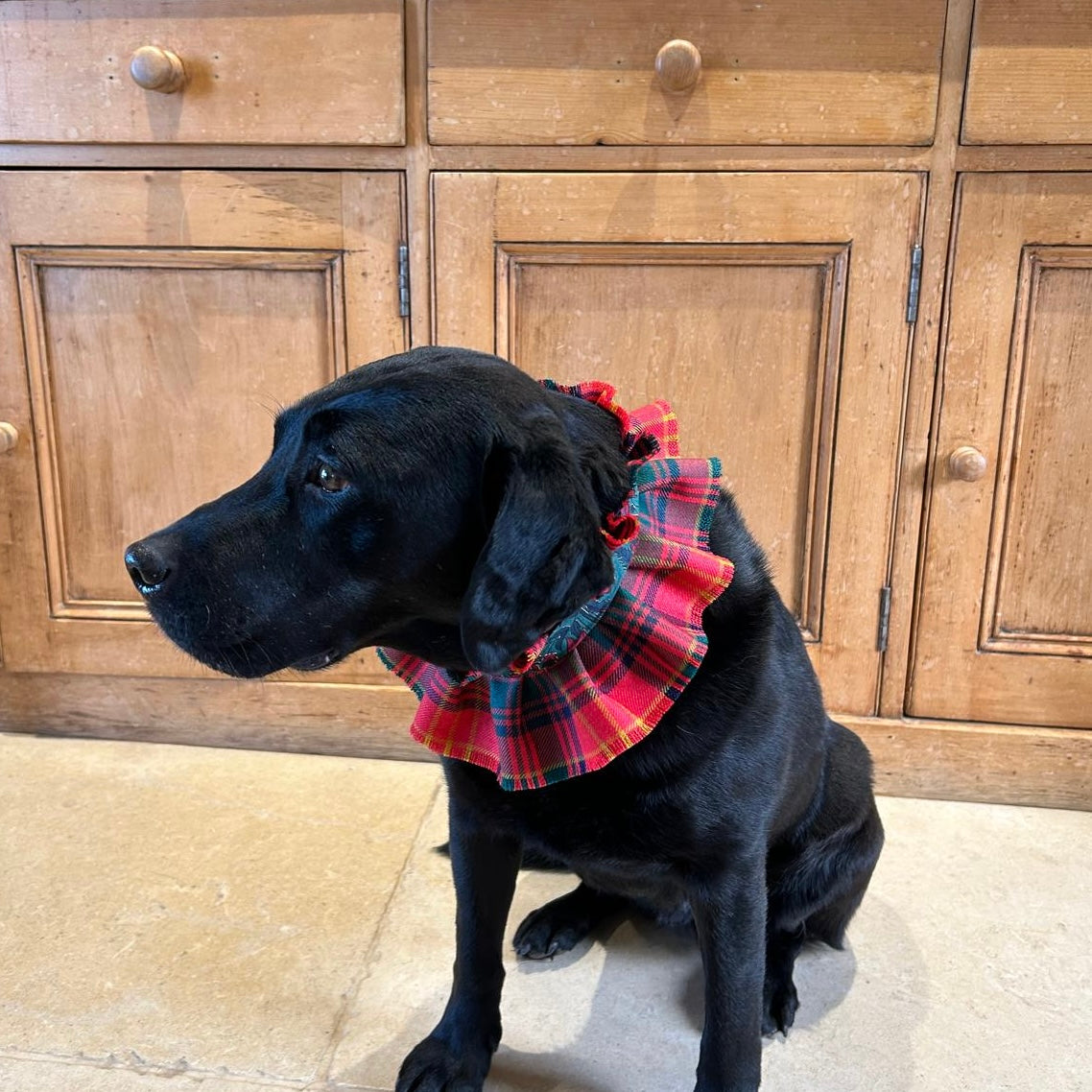 Dog collar - Burns tartan