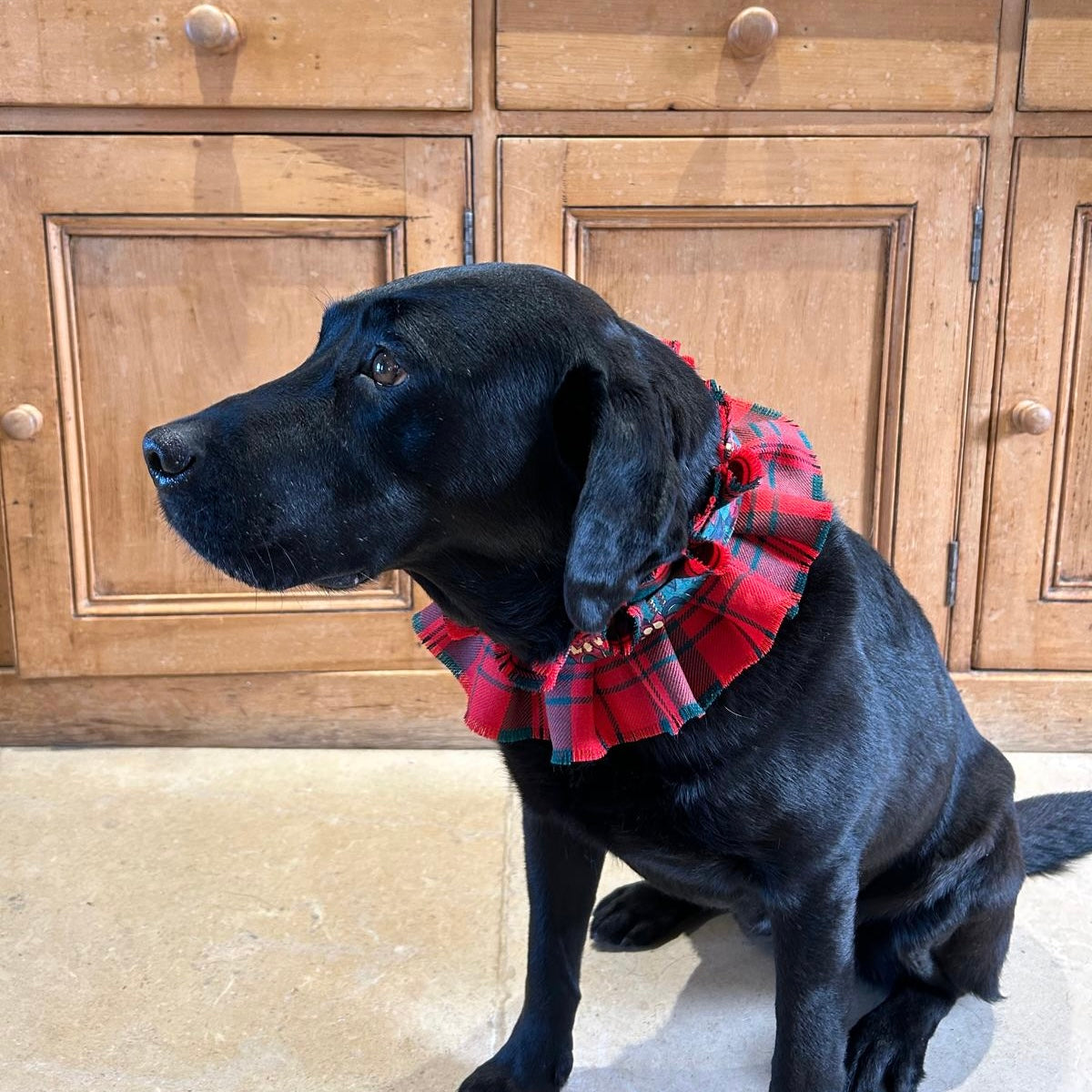 Dog collar - Livingston tartan