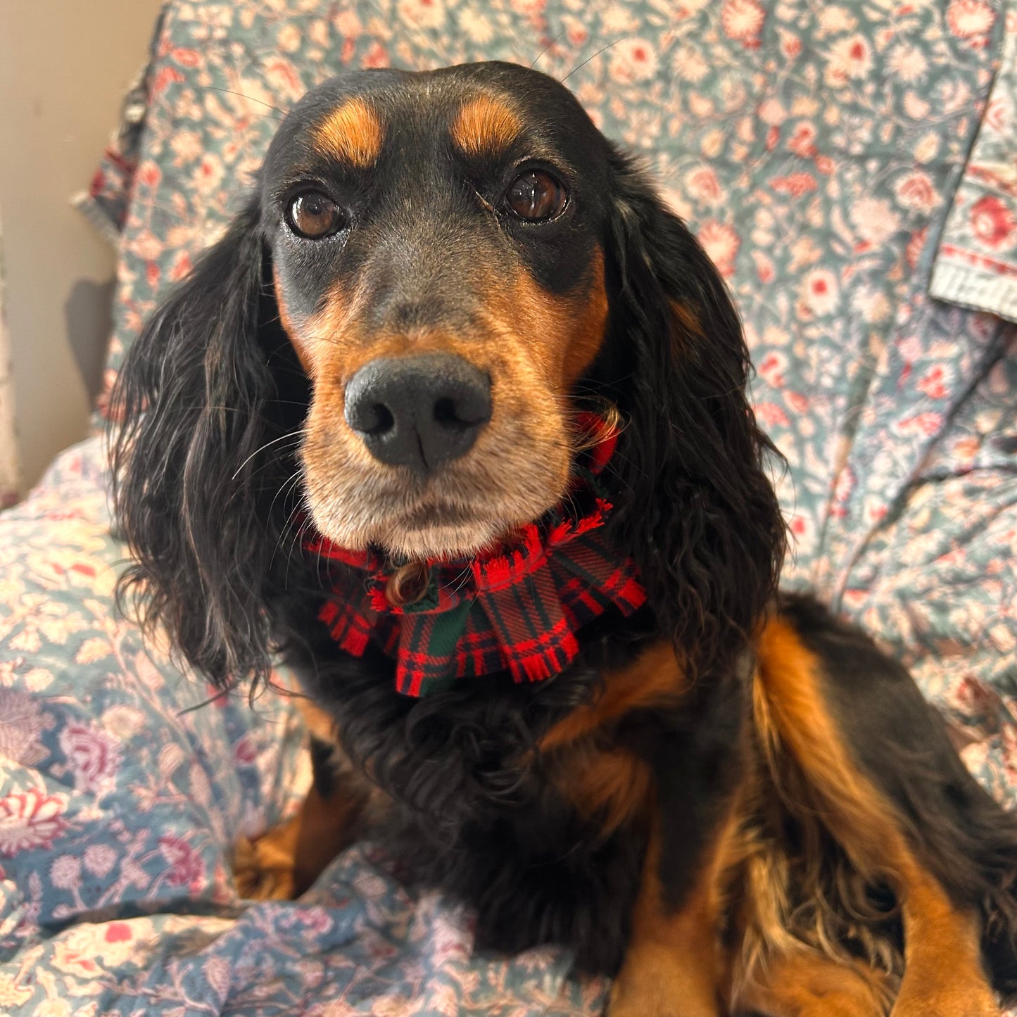 Grant Tartan frilly dog collar