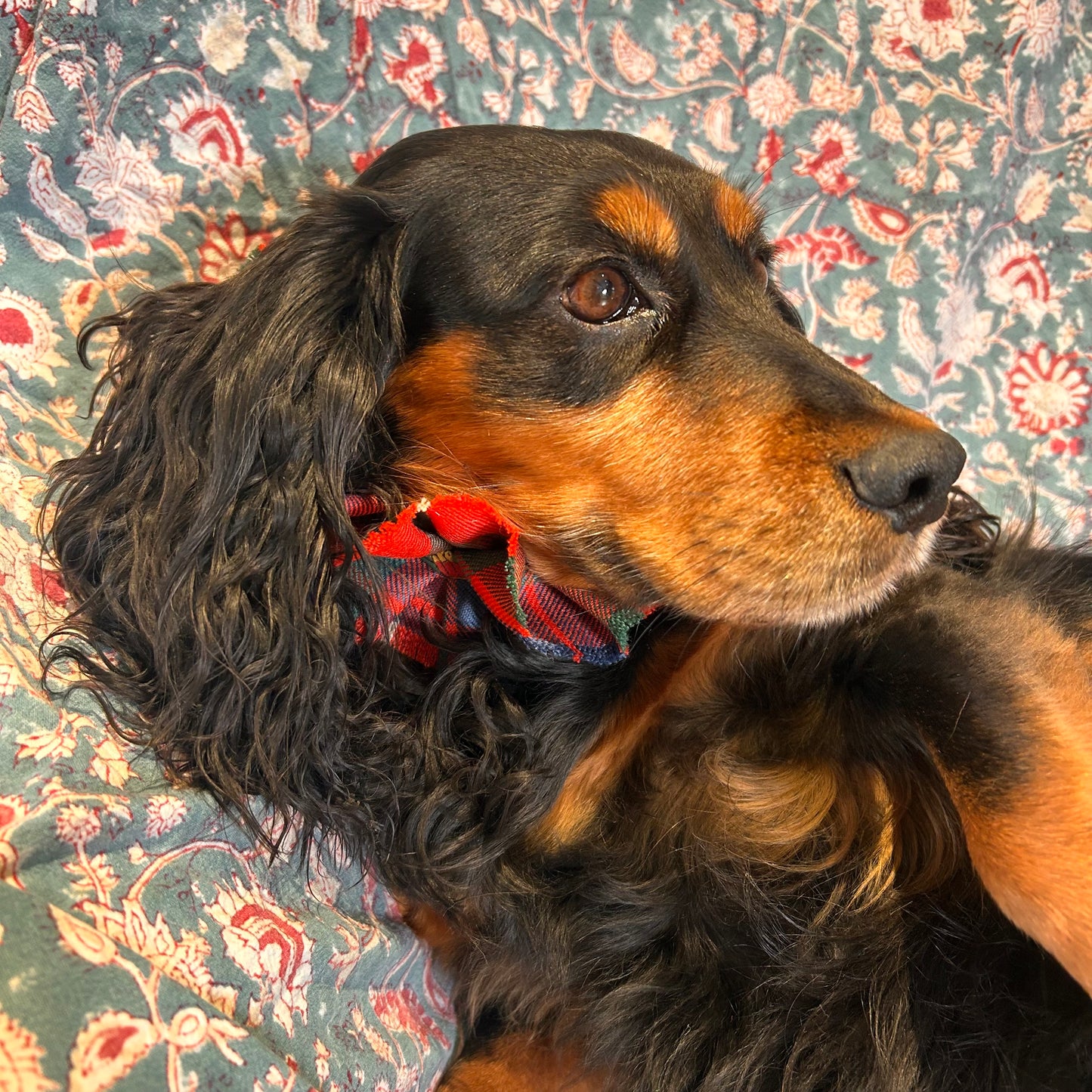 Fraser Tartan frilly dog collar