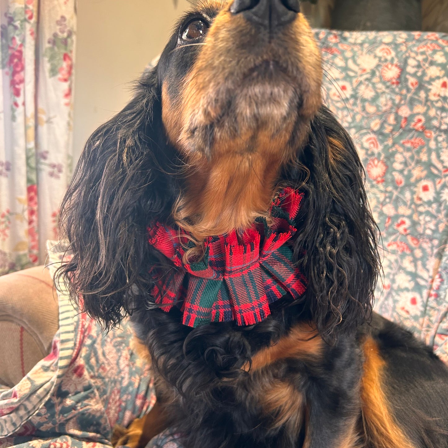 Grant Tartan frilly dog collar
