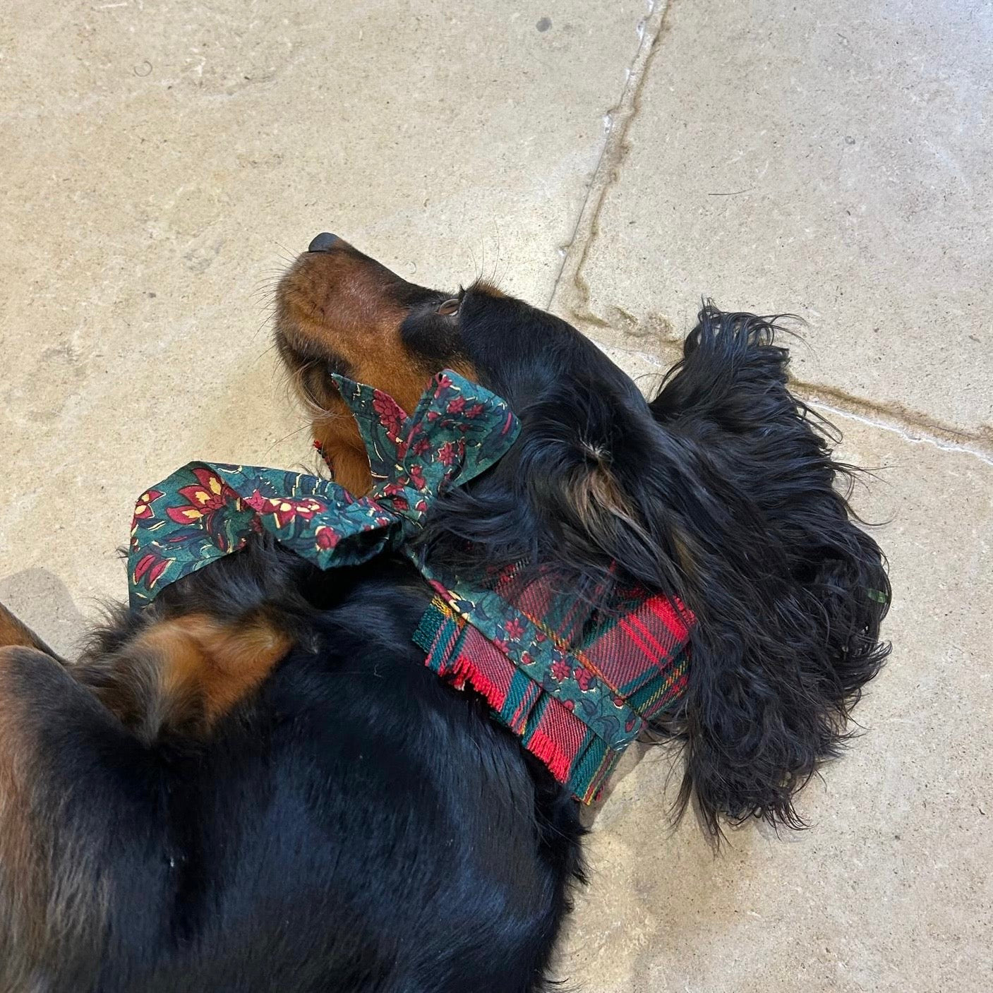 Dog collar - Hay tartan