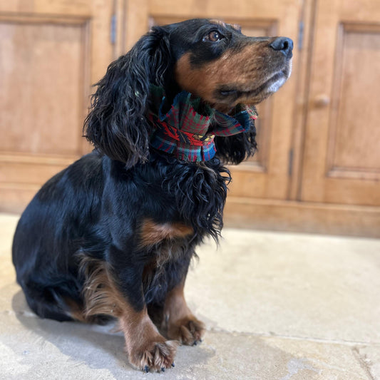 Dog collar - Stewart Appin