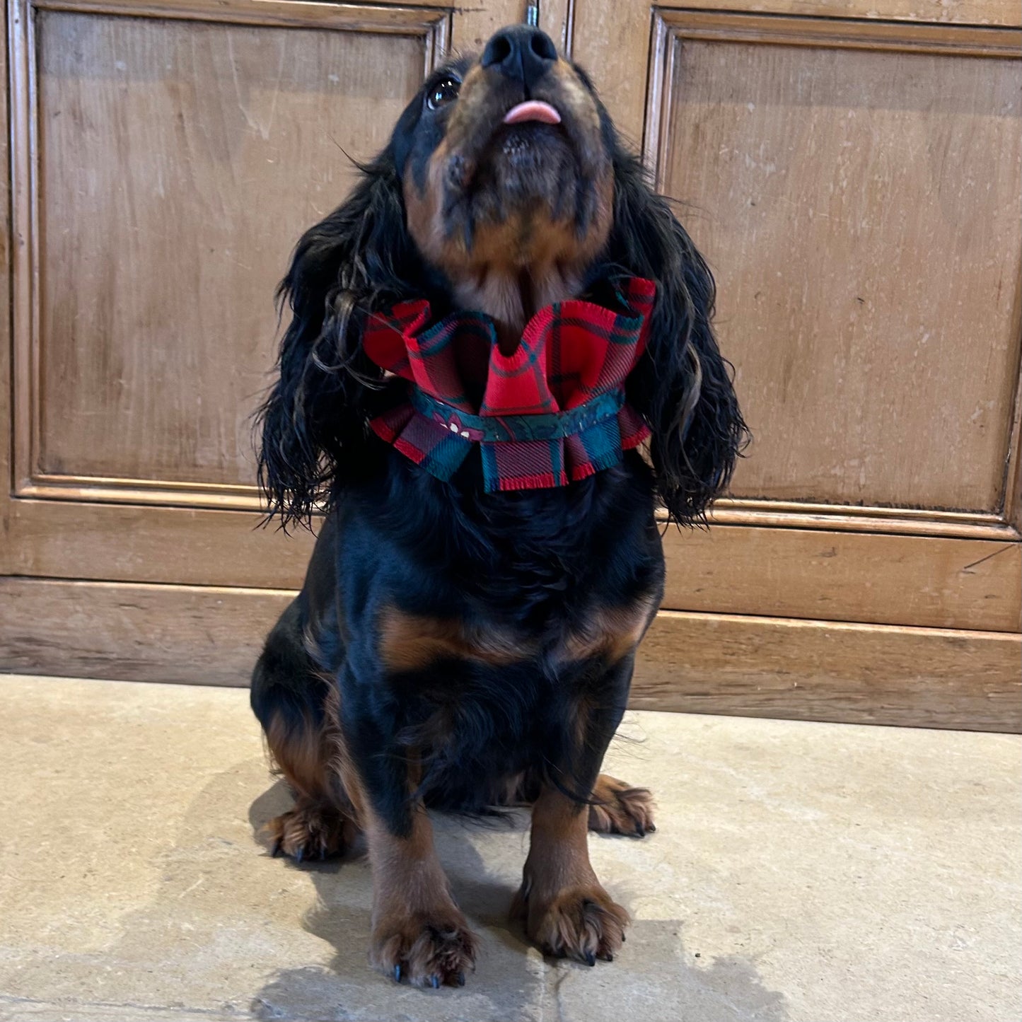 Dog collar - Mactavish tartan