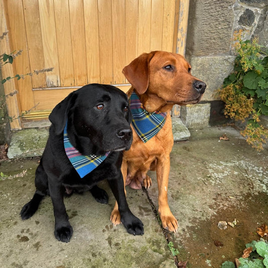 MacBeth Tartan Dog Bandana