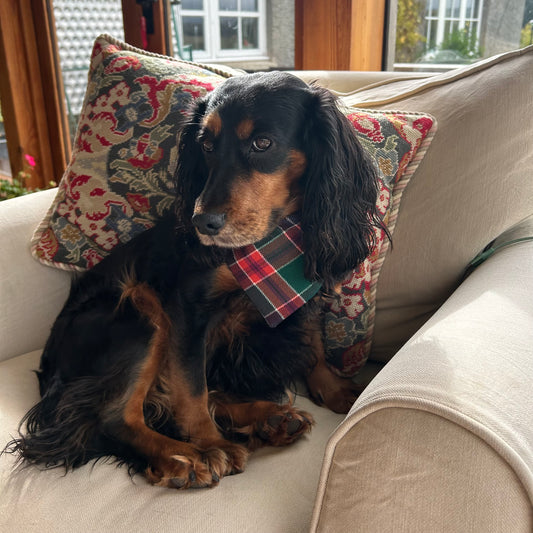 Birrell Tartan Dog bandana