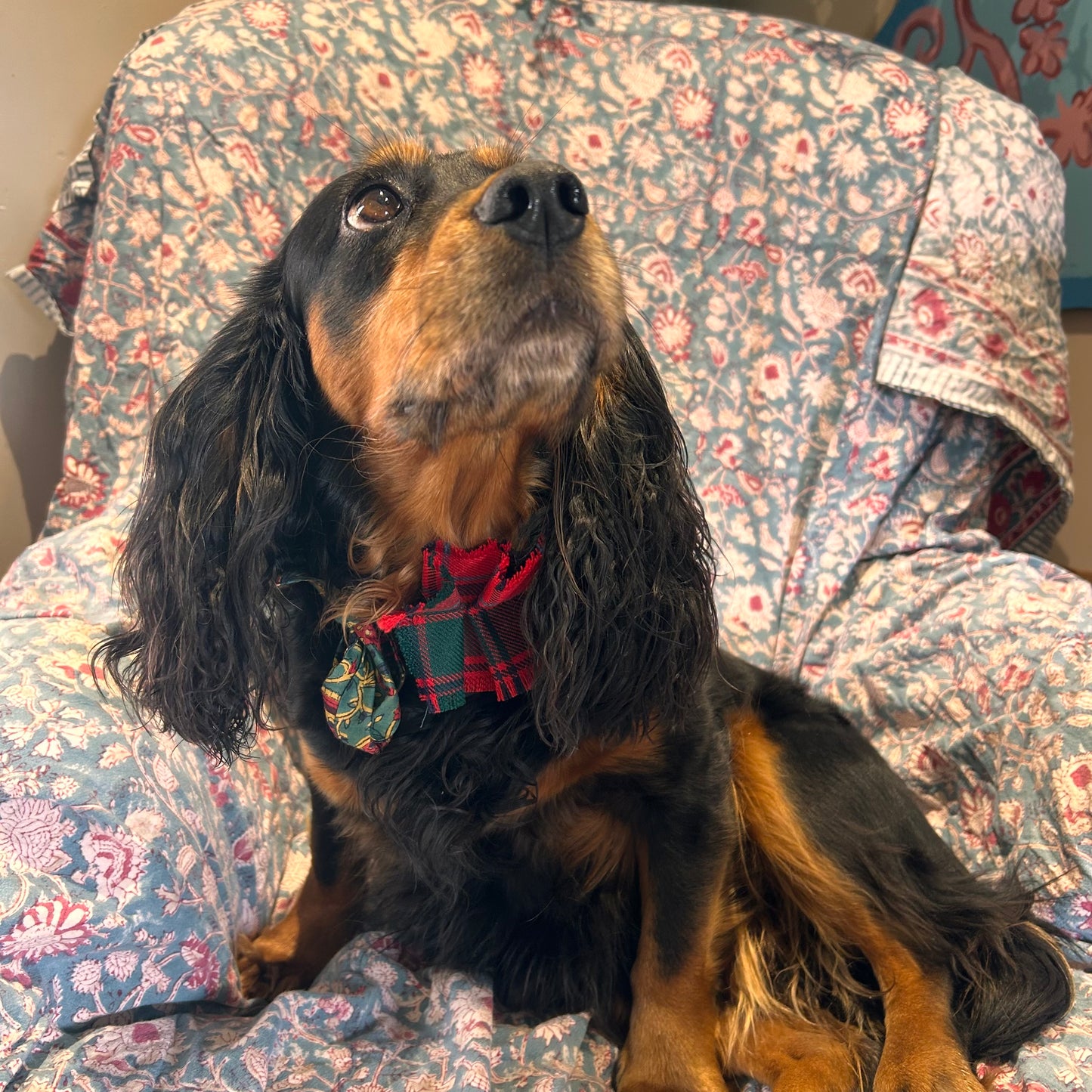 Grant Tartan frilly dog collar