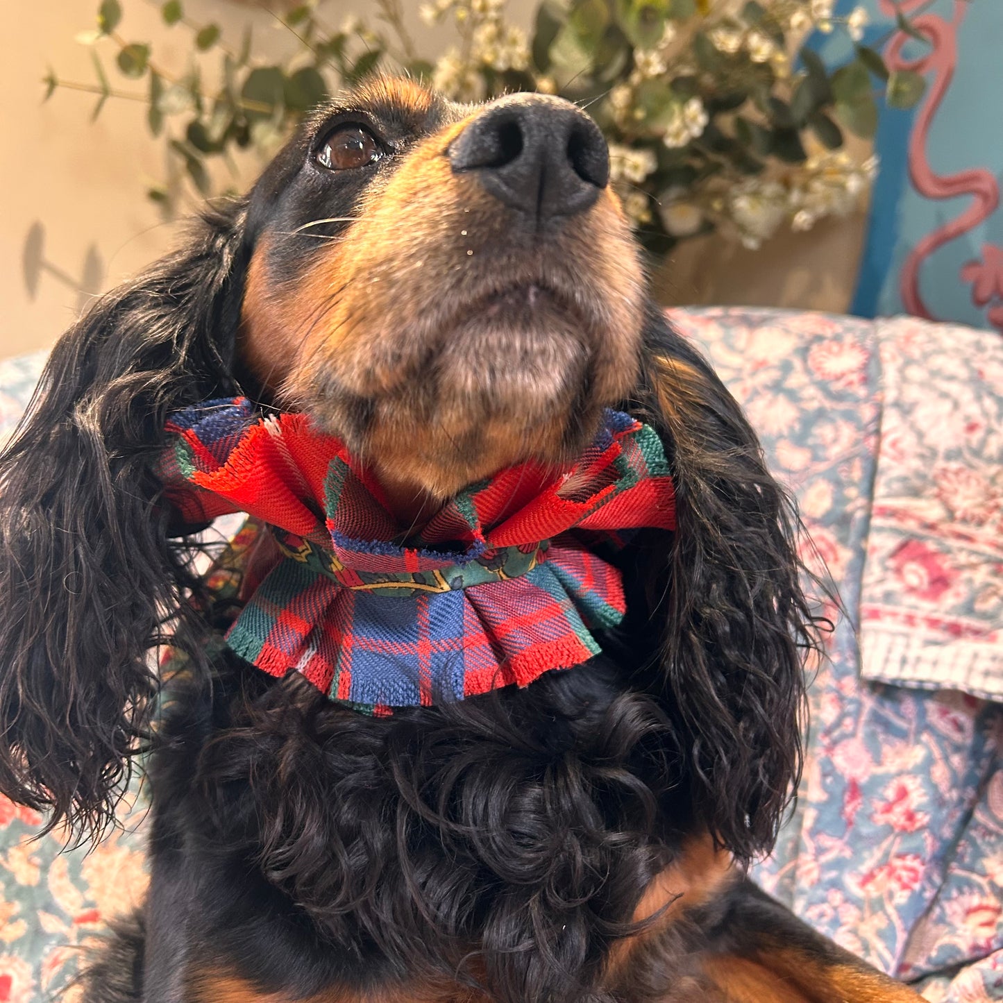 Fraser Tartan frilly dog collar