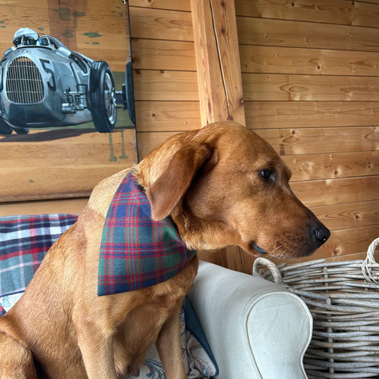 MacIntyre of Glenorchy Dog Bandana